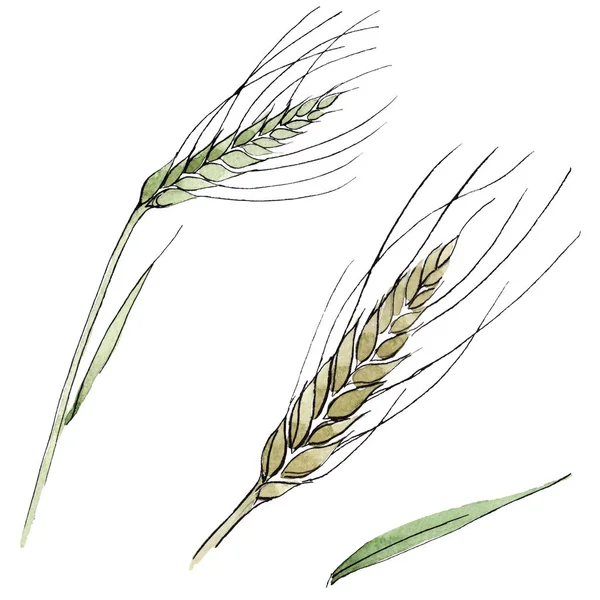 Oreja verde de trigo y hoja de hierba. Conjunto de ilustración de fondo acuarela. Elemento ilustrativo aislado de la spica . — Foto de Stock