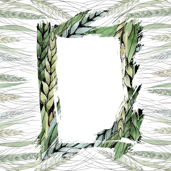 Green ear of wheat and blade of grass. Watercolor background illustration set. Frame border ornament square.