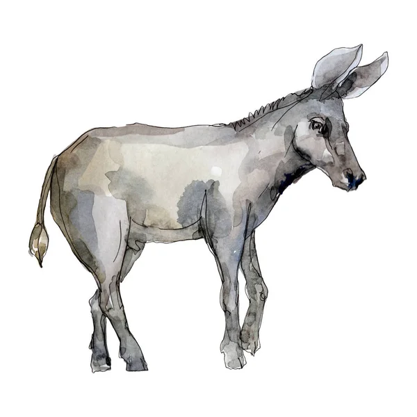 Animal de fazenda burro em um estilo aquarela isolado. Aquarelle animal selvagem para fundo . — Fotografia de Stock