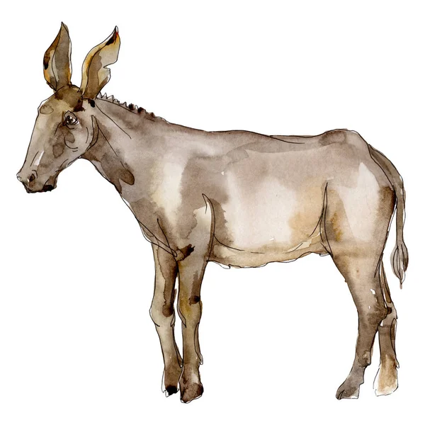 Donkey farm animal in a watercolor style isolated. Aquarelle wild animal for background. — Stock Photo, Image