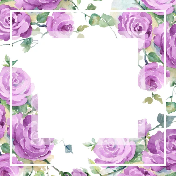 Ramo de rosas púrpura flores botánicas florales. Conjunto de ilustración de fondo acuarela. Marco borde ornamento cuadrado . — Foto de Stock