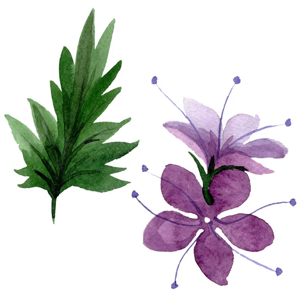 Violeta facelia foral flores botánicas. Conjunto de ilustración de fondo acuarela. Elemento aislado de ilustración de facelia . —  Fotos de Stock