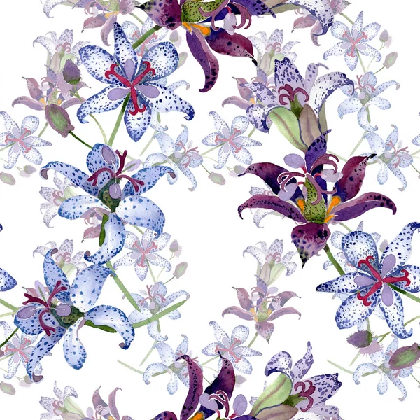 Tricyrtis flores botánicas florales. Conjunto de ilustración de fondo acuarela. Patrón de fondo sin costuras . — Foto de Stock