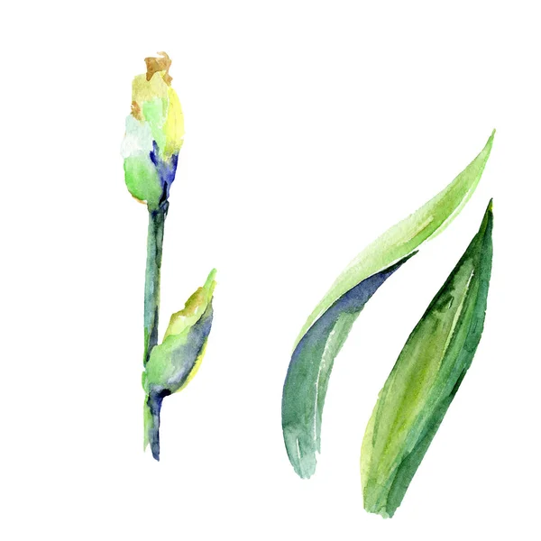 Iris germoglia fiori botanici floreali. Acquerello sfondo illustrazione set. Elemento di illustrazione delle iridi isolate . — Foto Stock