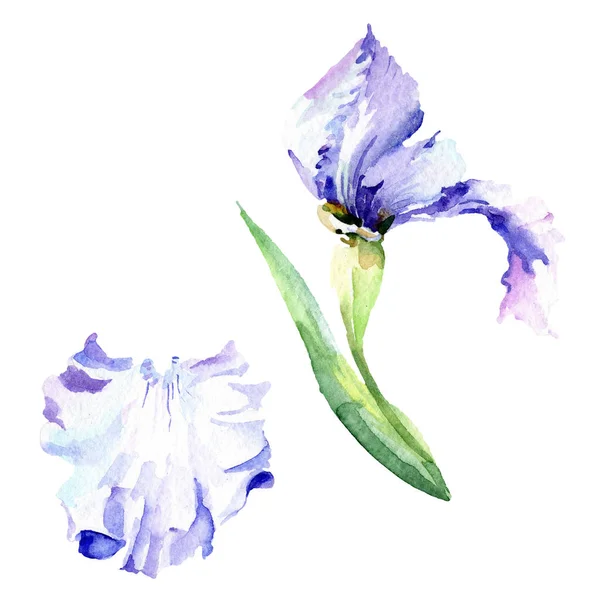 Fioletowe tęczówki kwiatowe kwiaty botaniczne. Akwarela zestaw ilustracji tła. Wyizolowany irysses ilustracji element. — Zdjęcie stockowe