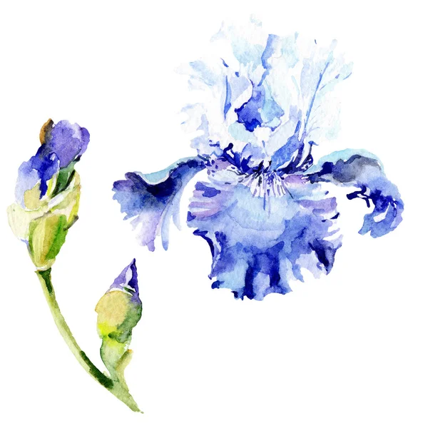 Iris violet fleurs botaniques florales. Ensemble d'illustration de fond aquarelle. Iris isolé élément d'illustration . — Photo