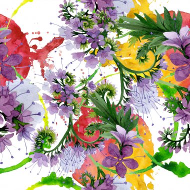 Menekşe phaselia foral botanik çiçekler. Suluboya arka plan illüstrasyon seti. Kesintisiz arka plan deseni.