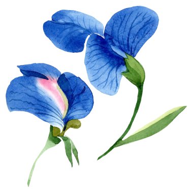 Mavi tatlı bezelye çiçek botanik çiçekler. Suluboya arka plan seti. İzole tatlı bezelye illüstrasyon elemanı.