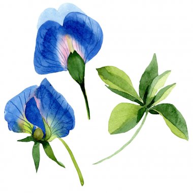Mavi tatlı bezelye çiçek botanik çiçekler. Suluboya arka plan seti. İzole tatlı bezelye illüstrasyon elemanı.