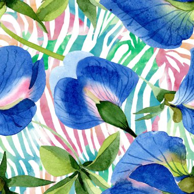 Mavi tatlı bezelye çiçek botanik çiçekler. Suluboya arka plan illüstrasyon seti. Kesintisiz arka plan deseni.