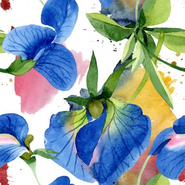 Mavi tatlı bezelye çiçek botanik çiçekler. Suluboya arka plan illüstrasyon seti. Kesintisiz arka plan deseni.