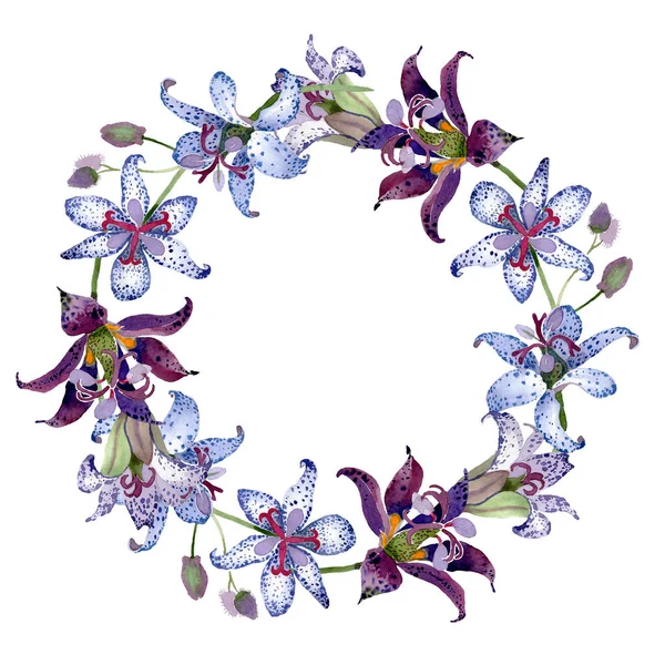 Tricyrtis blomstret botaniske blomster. Akvarel baggrund illustration sæt. Ramme kant ornament kvadrat . - Stock-foto