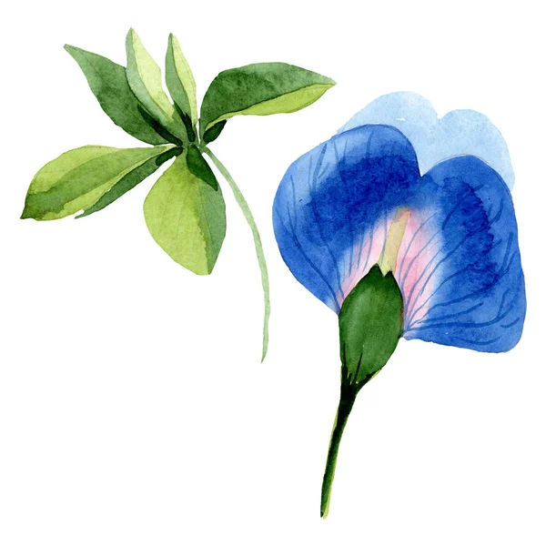 Kék édes borsó virágos botanikai virágok. Akvarell háttér meg. Izolált édes borsó illusztrációs elem. — Stock Fotó