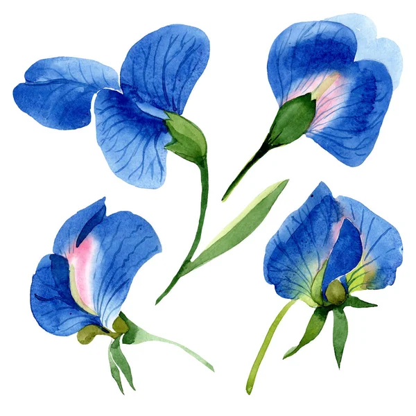 Fiori botanici floreali di pisello dolce blu. Set sfondo acquerello. Isolato elemento illustrazione pisello dolce . — Foto Stock