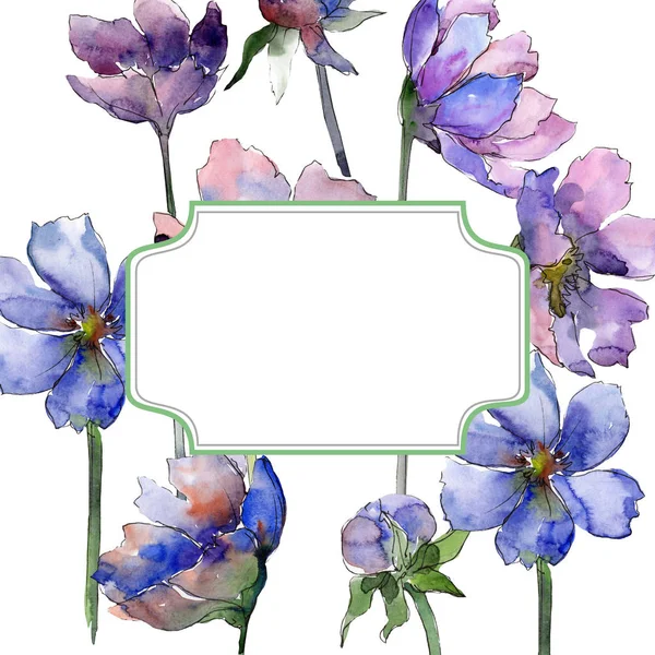 Fiore cosmo viola fiori botanici floreali. Acquerello sfondo illustrazione set. Quadrato ornamento bordo cornice . — Foto Stock