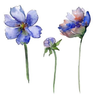 Mor kozmos çiçek çiçek botanik çiçek. Suluboya arka plan seti. Yalıtılmış çiçekler illüstrasyon elemanı.