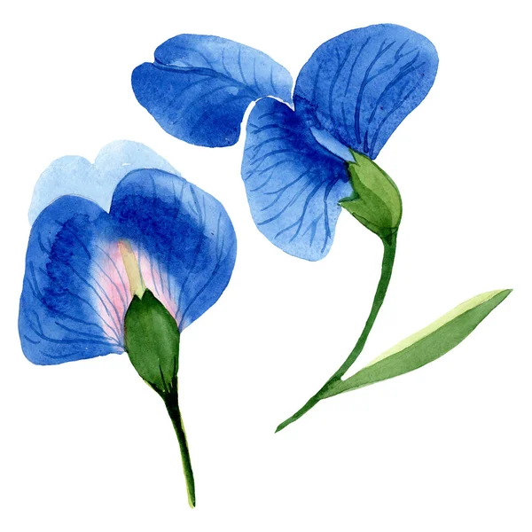 Mavi tatlı bezelye çiçek botanik çiçekler. Suluboya arka plan seti. İzole tatlı bezelye illüstrasyon elemanı. — Stok fotoğraf