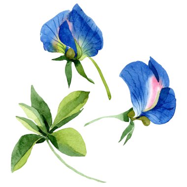 Mavi tatlı bezelye çiçek botanik çiçekler. Suluboya arka plan seti. İzole tatlı bezelye illüstrasyon elemanı.
