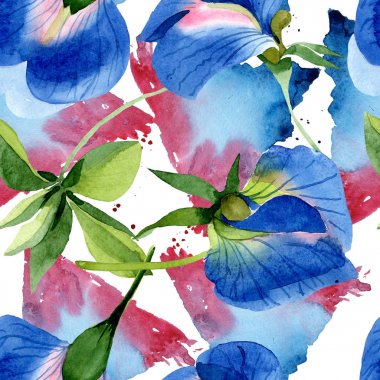 Mavi tatlı bezelye çiçek botanik çiçekler. Suluboya arka plan illüstrasyon seti. Kesintisiz arka plan deseni.