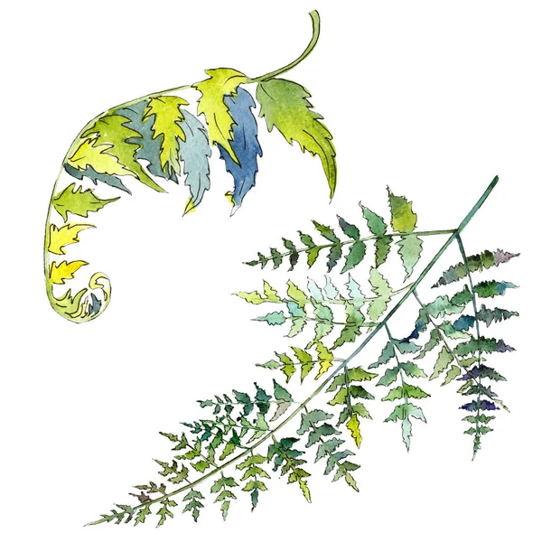Πράσινα φύλλα Φερν. Σύνολο εικονογράφησης φόντου. Μεμονωμένο στοιχείο απεικόνισης φτέρης. — Φωτογραφία Αρχείου