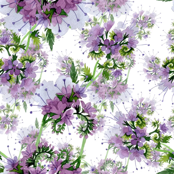 Violeta phaselia foral flores botánicas. Conjunto de ilustración de fondo acuarela. Patrón de fondo sin costuras . — Foto de Stock