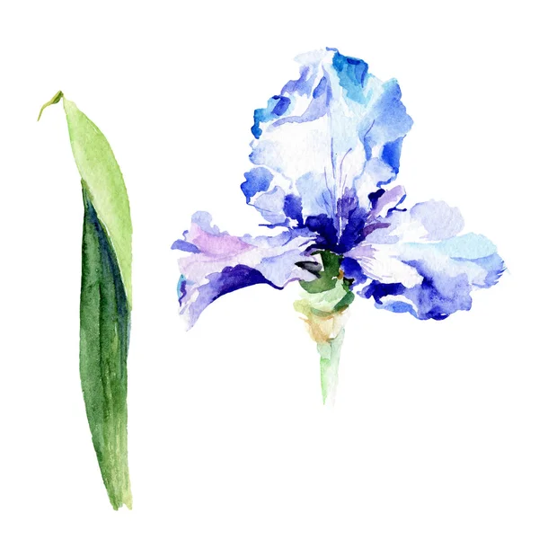 Iris violet fleurs botaniques florales. Ensemble d'illustration de fond aquarelle. Iris isolé élément d'illustration . — Photo