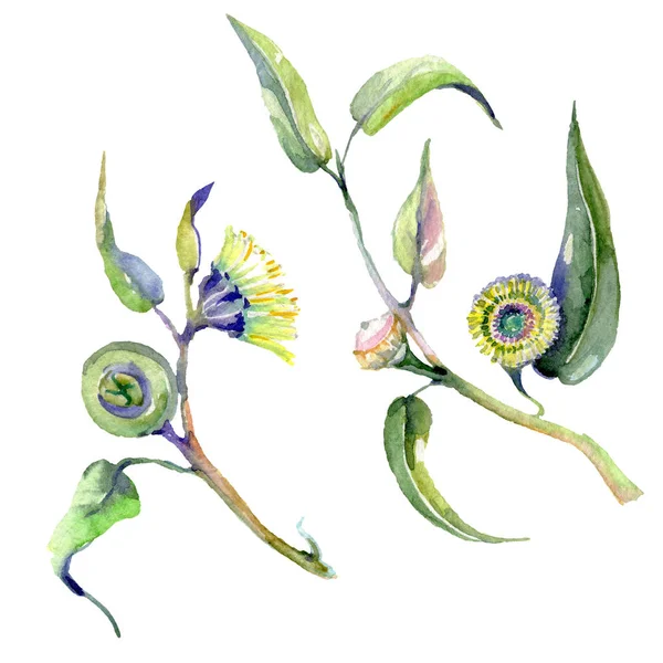 Eukalyptus blommiga botaniska blommor. Akvarell bakgrunds uppsättning. Isolerad illustration av eukalyptus. — Stockfoto