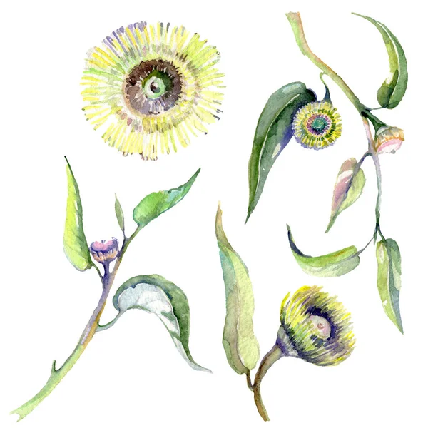 Eukaliptusa kwiatowy kwiatów botanicznych. Zestaw tła akwarelowego. Izolowany element ilustracji eukaliptusowych. — Zdjęcie stockowe