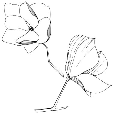 Vektör Magnolia foral botanik çiçekler. Siyah ve beyaz oyulmuş mürekkep sanatı. İzole manolya illüstrasyon elemanı.