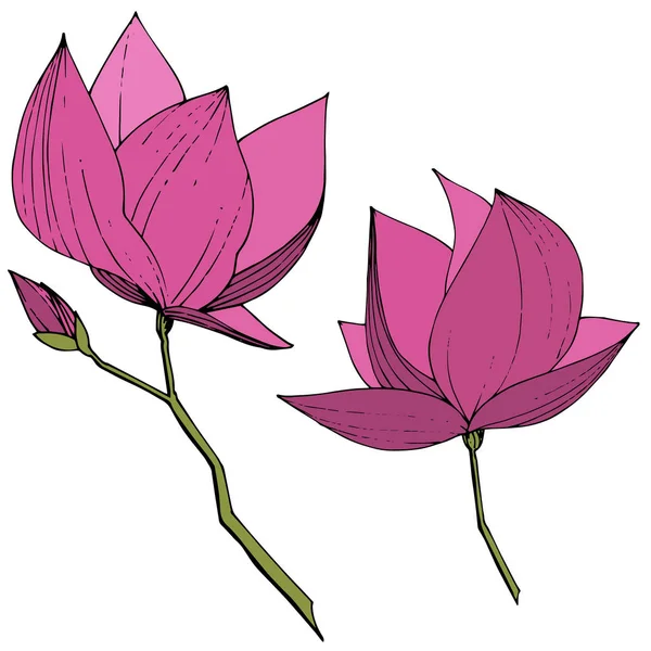 Vettore Magnolia fiori botanici forali. Inchiostro viola inciso art. Elemento di illustrazione magnolia isolata . — Vettoriale Stock