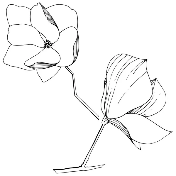 Vector Magnolia foral flores botánicas. Tinta grabada en blanco y negro. Elemento ilustrativo de magnolia aislada . — Vector de stock