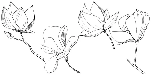 Vector Magnolia Foral botanikai virágok. Fekete-fehér vésett tinta Art. Különálló magnóliát illusztrációs elem. — Stock Vector