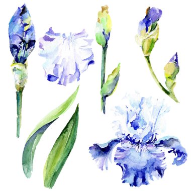 Menekşe iris çiçek botanik çiçekleri. Suluboya arka plan illüstrasyon seti. Yalıtılmış irises illüstrasyon elemanı.
