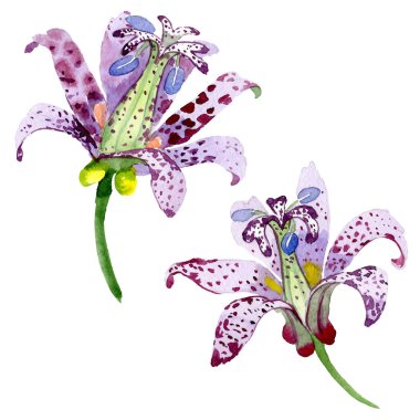 Menekşe tricyrtis çiçek botanik çiçekler. Suluboya arka plan illüstrasyon seti. İzole zambak illüstrasyon elemanı.