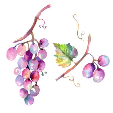 Üzüm berry sağlıklı gıda izole bir suluboya tarzında. Suluboya arka plan ayarlamak. İzole meyve illüstrasyon öğesi.