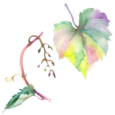 Üzüm yeşil yaprakları suluboya tarzı izole. Suluboya arka plan seti. İzole meyve illüstrasyon elemanı.