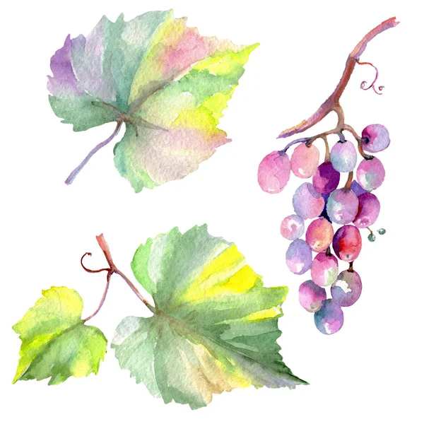 Druiven bessen gezond voedsel in een aquarel stijl geïsoleerd. Aquarel achtergrond instellen. Geïsoleerde fruit afbeelding element. — Stockfoto