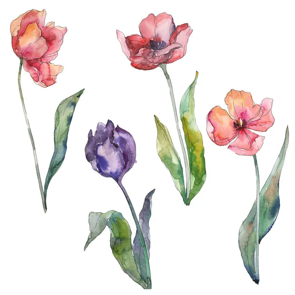 Rode en paarse Tulip Floral botanische flowes. Aquarel achtergrond set. Geïsoleerde tulpen illustratie element. — Stockfoto