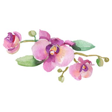 Mor orkide dalı çiçek botanik çiçek. Yabani bahar yaprağı kır çiçeği izole. Suluboya arka plan seti. Suluboya çizim moda aquarelle. İzole orkide illüstrasyon elemanı.