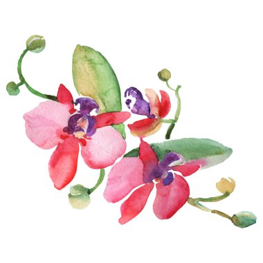 Kırmızı orkide şube çiçek botanik çiçek. Yabani bahar yaprağı kır çiçeği izole. Suluboya arka plan seti. Suluboya çizim moda aquarelle. İzole orkide illüstrasyon elemanı.