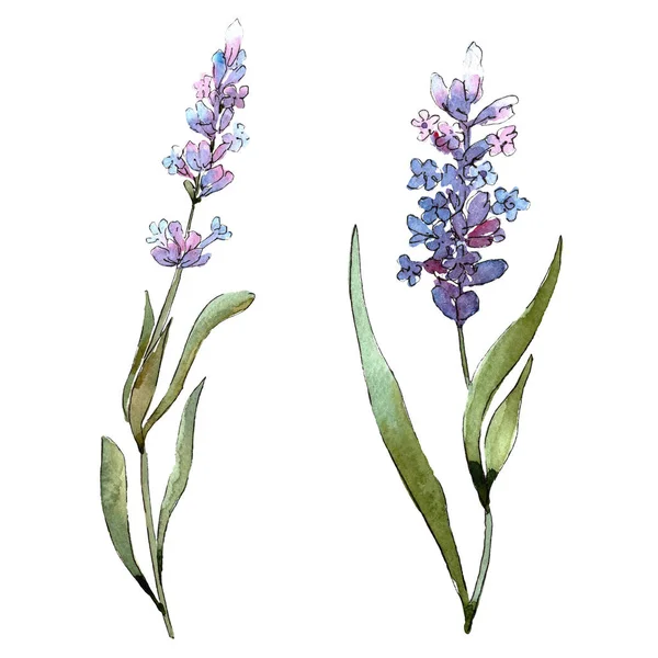 Azul violeta lavanda flores botánicas florales. Conjunto de fondo acuarela. Elemento de ilustración de lavanda aislada . —  Fotos de Stock