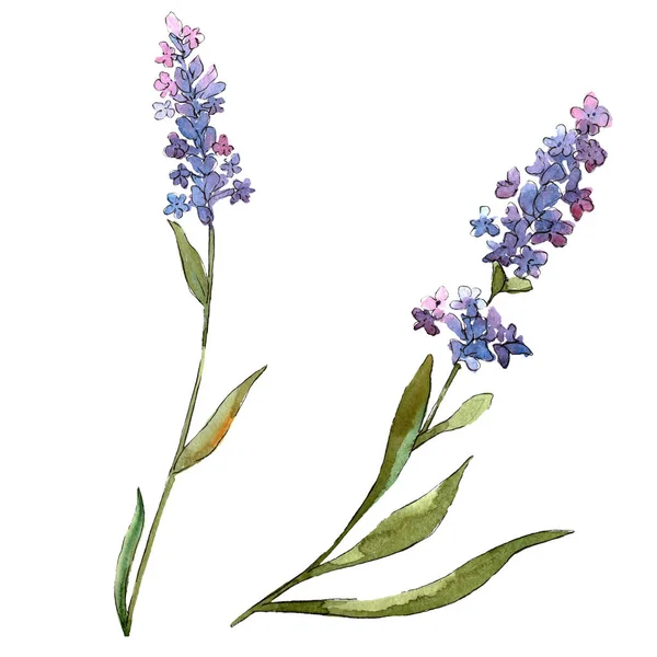 Blauwe violet lavendel bloemen botanische bloemen. Aquarel achtergrond set. Geïsoleerde lavendel illustratie element. — Stockfoto
