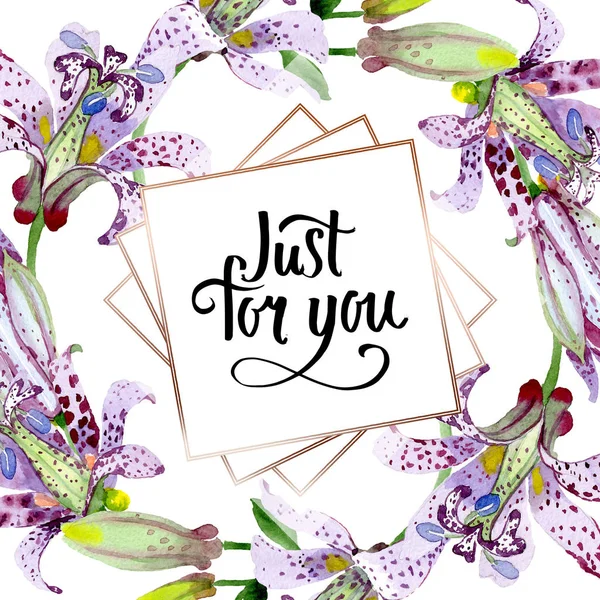 Violeta tricyrtis flores botánicas florales. Conjunto de ilustración de fondo acuarela. Marco borde ornamento cuadrado . — Foto de Stock