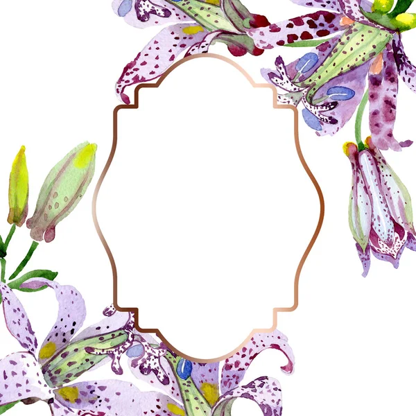 Violeta tricyrtis flores botánicas florales. Conjunto de ilustración de fondo acuarela. Marco borde ornamento cuadrado . — Foto de Stock