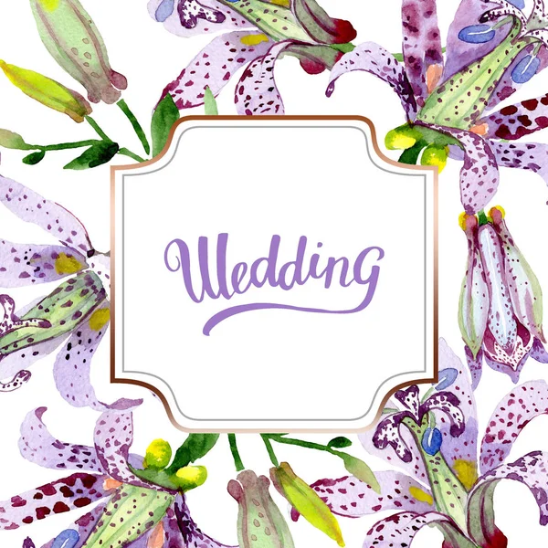 Tricyrtis violeta flores botânicas florais. Conjunto de ilustração de fundo aquarela. Quadro borda ornamento quadrado . — Fotografia de Stock