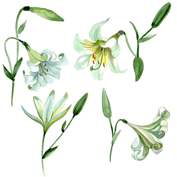 Vit Lilja blommiga botaniska blommor. Akvarell bakgrund illustration uppsättning. Isolerad Lilia illustration element. — Stockfoto