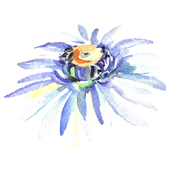 Margarida branca flores botânicas florais. Conjunto de ilustração de fundo aquarela. Margaridas isoladas elemento ilustrativo . — Fotografia de Stock