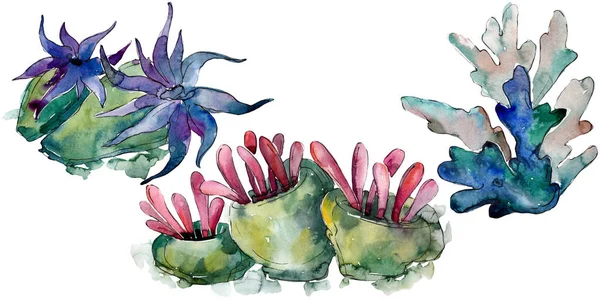 Барвистий водяний підводний природний кораловий риф. Набір акварельних фонів. Ізольований елемент коралової ілюстрації . — стокове фото