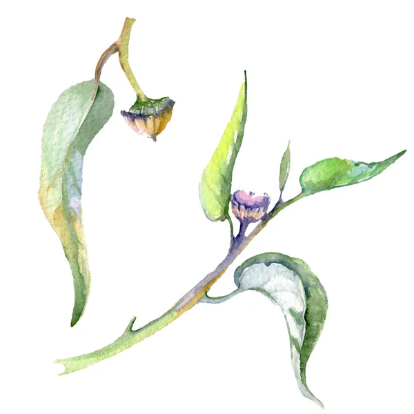 Eukaliptusa kwiatowy kwiatów botanicznych. Zestaw tła akwarelowego. Izolowany element ilustracji eukaliptusowych. — Zdjęcie stockowe