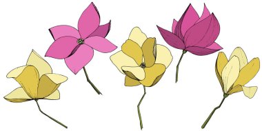 Vektör Magnolia foral botanik çiçekler. Mor ve sarı oyma mürekkep sanatı. İzole manolya illüstrasyon elemanı.